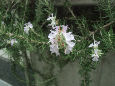 CIMG8649
